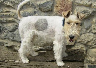FOX TERRIER ROBADO