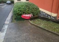 GENTE DE ANDOAIN, VAN A MATAR A TODOS LOS GATOS!!!!!!!!!