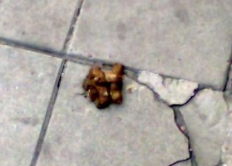 HARTO DE LOS CERDOS DE LOS DUEÑOS DE PERROS (sin presuncion de inocencia)