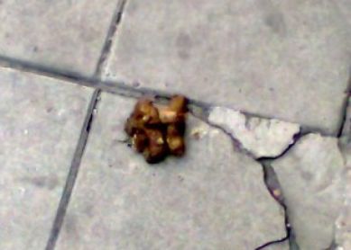 HARTO DE LOS CERDOS DE LOS DUEÑOS DE PERROS (sin presuncion de inocencia)