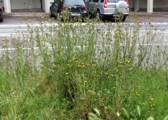 Hierbas Salvajes en Bera Bera, hasta cuando??