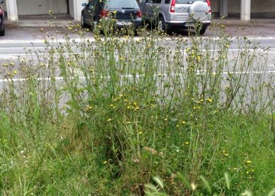 Hierbas Salvajes en Bera Bera, hasta cuando??