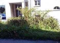 Jardines descuidados en Intxaurrondo