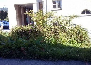 Jardines descuidados en Intxaurrondo