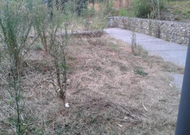 JARDINES DESCUIDADOS IGNACIO UGARTE