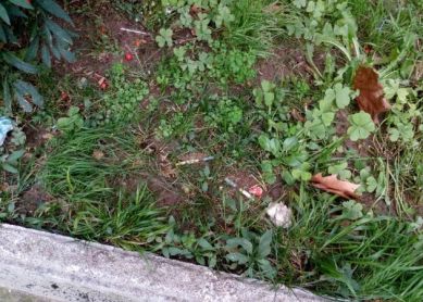 Jeringuillas en los jardines