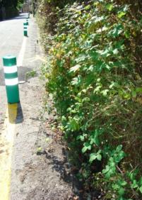 La maleza invade la zona de peatones.