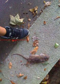 La rata del Tunel de Morlans