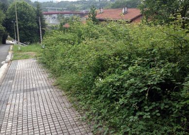 La selva de Intxaurrondo