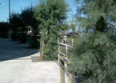 La selva en Donostia