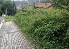 La selva en Intxaurrondo