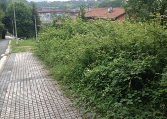 La selva en Intxaurrondo