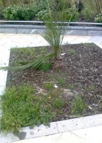 Las palmeras de la plaza de Harrobieta