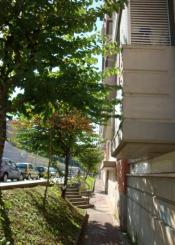 Las ramas hasta la cocina