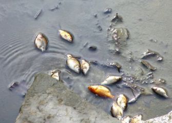 Limpieza Estanque Zubimusu