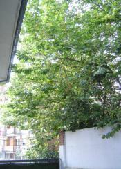 LOS ARBOLES SE NOS ECHAN ENCIMA