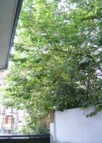 LOS ARBOLES SE NOS ECHAN ENCIMA