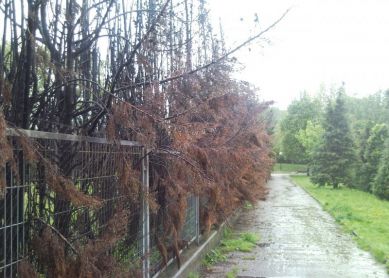 Los olvidados de Renteria