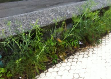 Maleza en el Paseo de Riberas de Loyola