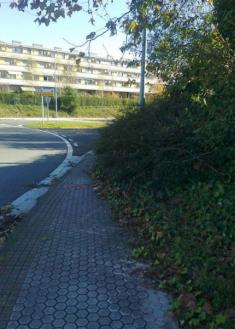 Maleza en el Paseo Mikeletegi