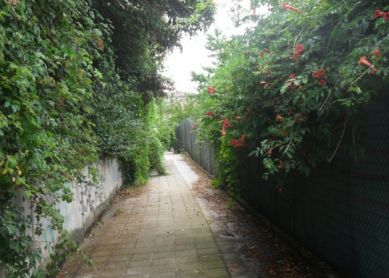 MARRUCHIPI  BEHEA  ¡ como la selva !