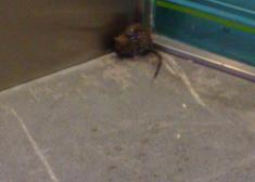 mas fotos de mascotas donostiarras