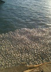 Masa no identificada en el naútico