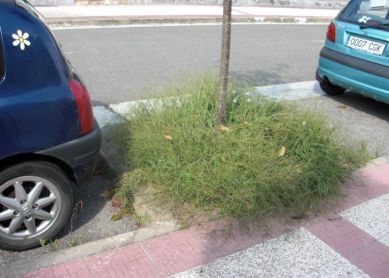 Muchas quejas sobre jaardines ¿'?