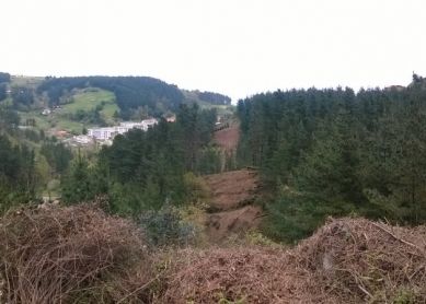 Mutriku, ¿tala de árboles ilegal?