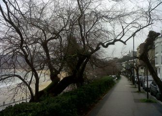 necesidad de poda en Miraconcha