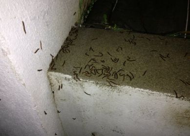 Nidos de ciempies en pagola