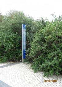 No es la Amazonia, es el PAseo de Zubiaurre