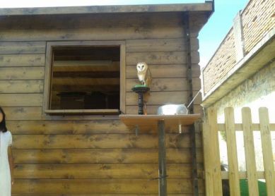 No es lugar para lechuzas