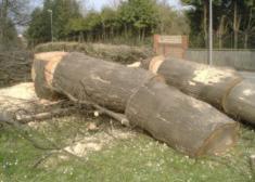 Odio del Ayto. de Irun a los árboles PARTE 1ª