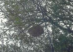 Otra de abejas invasoras