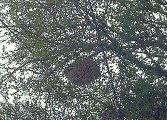 Otra de abejas invasoras