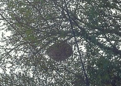 Otra de abejas invasoras