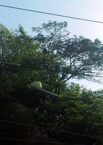 Panel  de avispa asiática en la pasarela del parque cristina enea