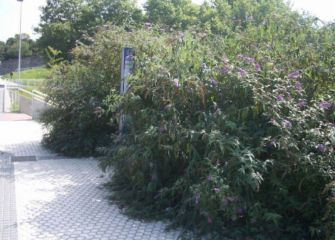 ¿Parada de autobús o selva amazónica?