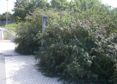 ¿Parada de autobús o selva amazónica?