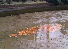 Parques y Jardines axfixia los peces del estanque