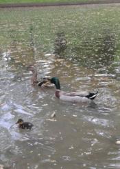 Patitos de Cristina Enea