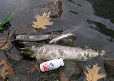 Peces muertos en el río Deba, en Bergara