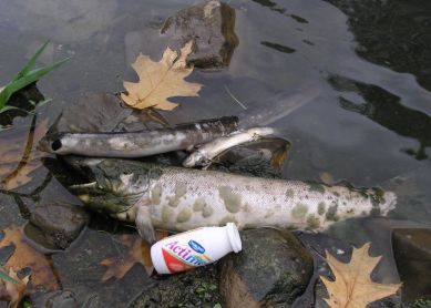 Peces muertos en el río Deba, en Bergara