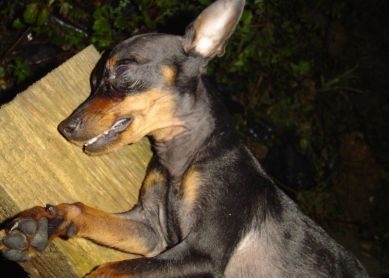 Perro peligroso en Irun