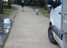 Perros en Cristinaenea