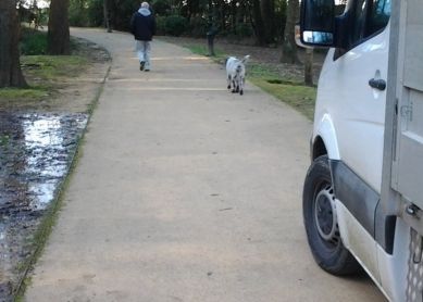 Perros en Cristinaenea
