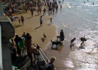 Perros en La Concha