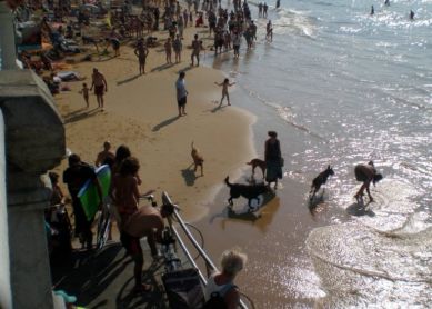 Perros en La Concha