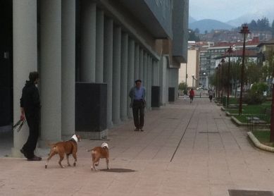 Perros peligrosos "a su aire"